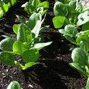 Spinach / Palak Seeds myBageecha - myBageecha