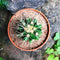 Echinocactus Grusonii Albispina Cactus Plant