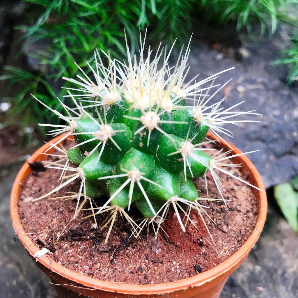 Echinocactus Grusonii Albispina Cactus Plant - myBageecha