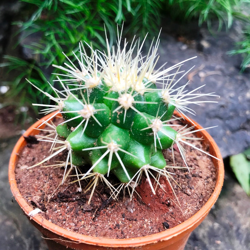 Echinocactus Grusonii Albispina Cactus Plant