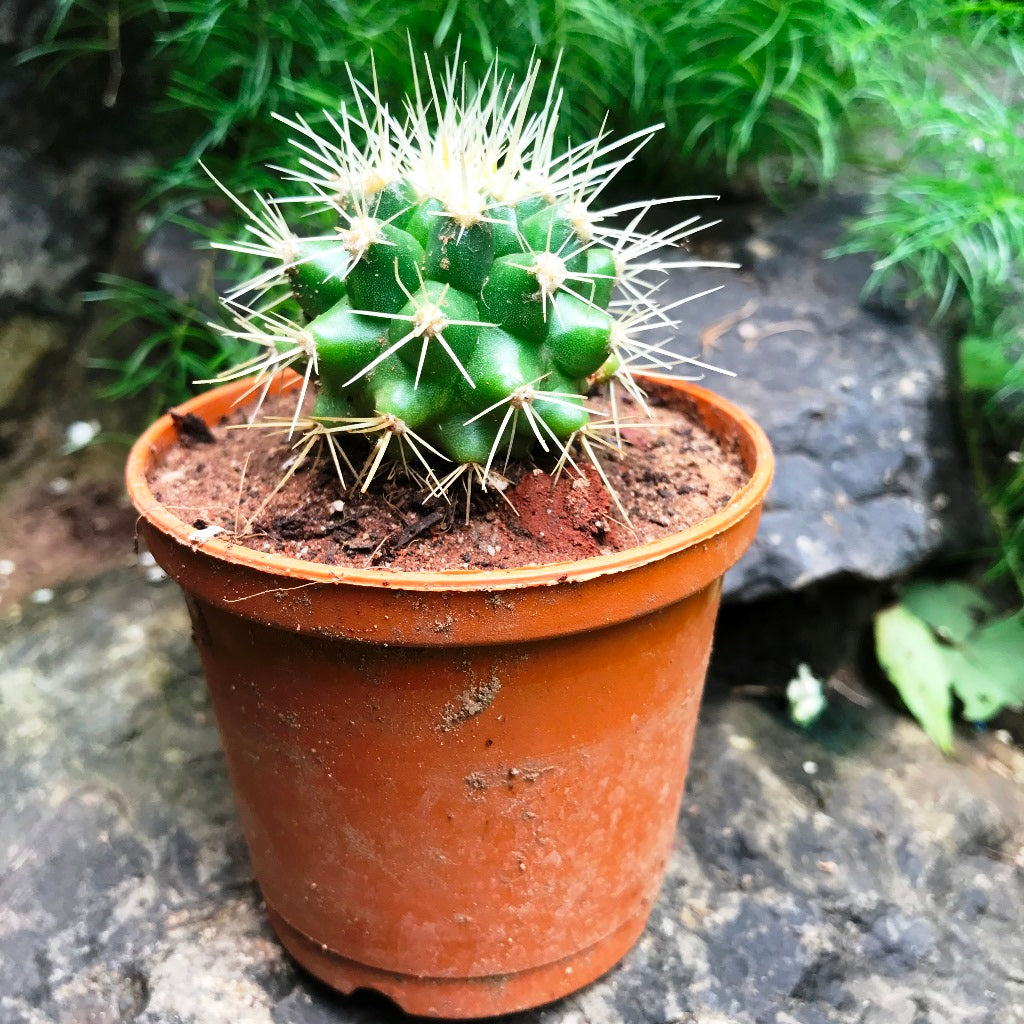 Echinocactus Grusonii Albispina Cactus Plant - myBageecha