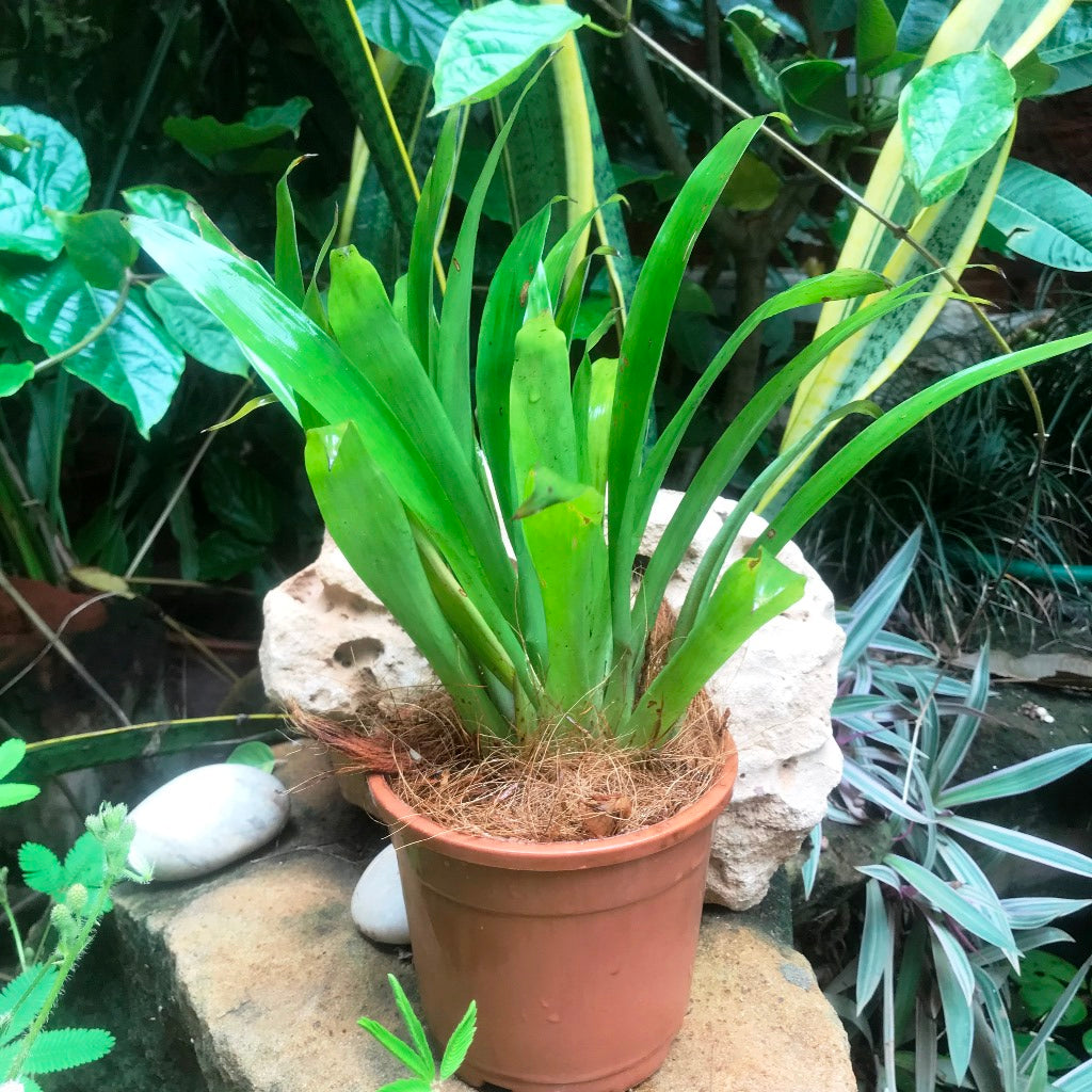 Guzmania Lingulata Plant - myBageecha