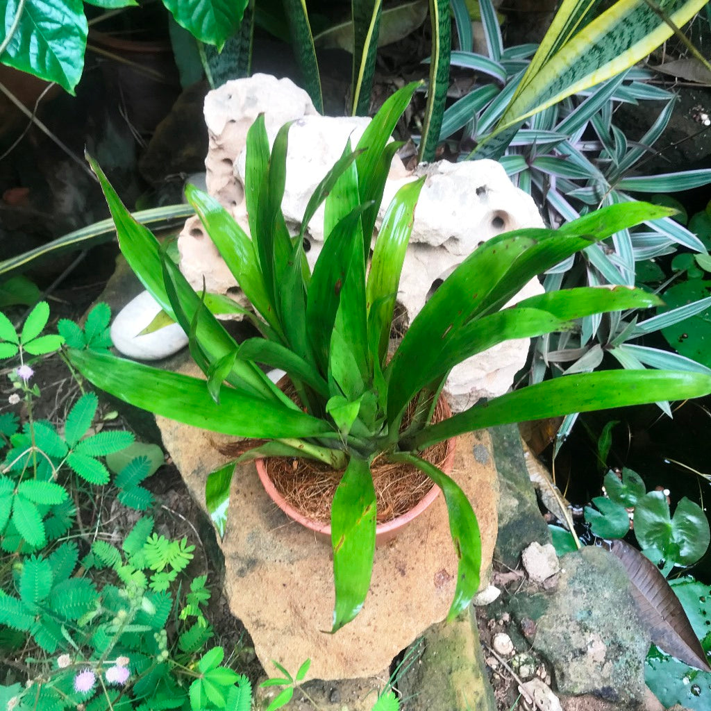 Guzmania Lingulata Plant - myBageecha