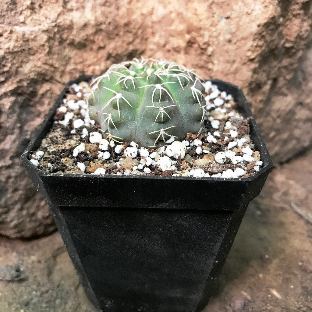 Gymnocalycium Chiquitanum x Hybrid Cactus Plant - myBageecha
