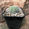 Gymnocalycium Chiquitanum x Hybrid Cactus Plant