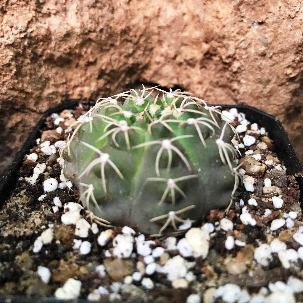 Gymnocalycium Chiquitanum x Hybrid Cactus Plant - myBageecha