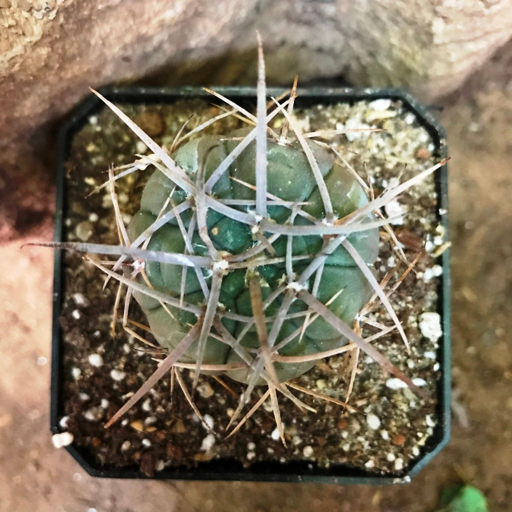 Gymnocalycium Spegazzinii Cactus Plant - myBageecha