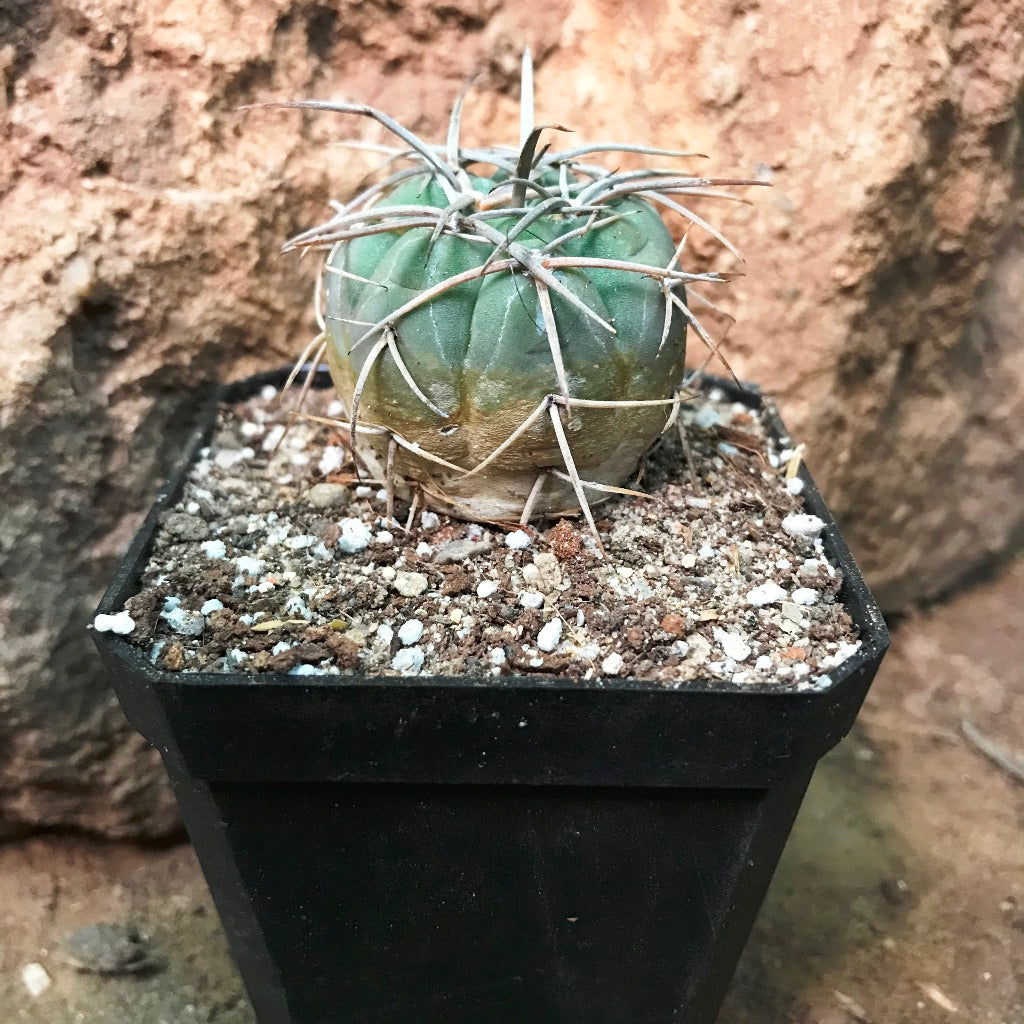 Gymnocalycium Spegazzinii Cactus Plant - myBageecha