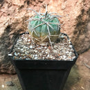 Gymnocalycium Spegazzinii Cactus Plant