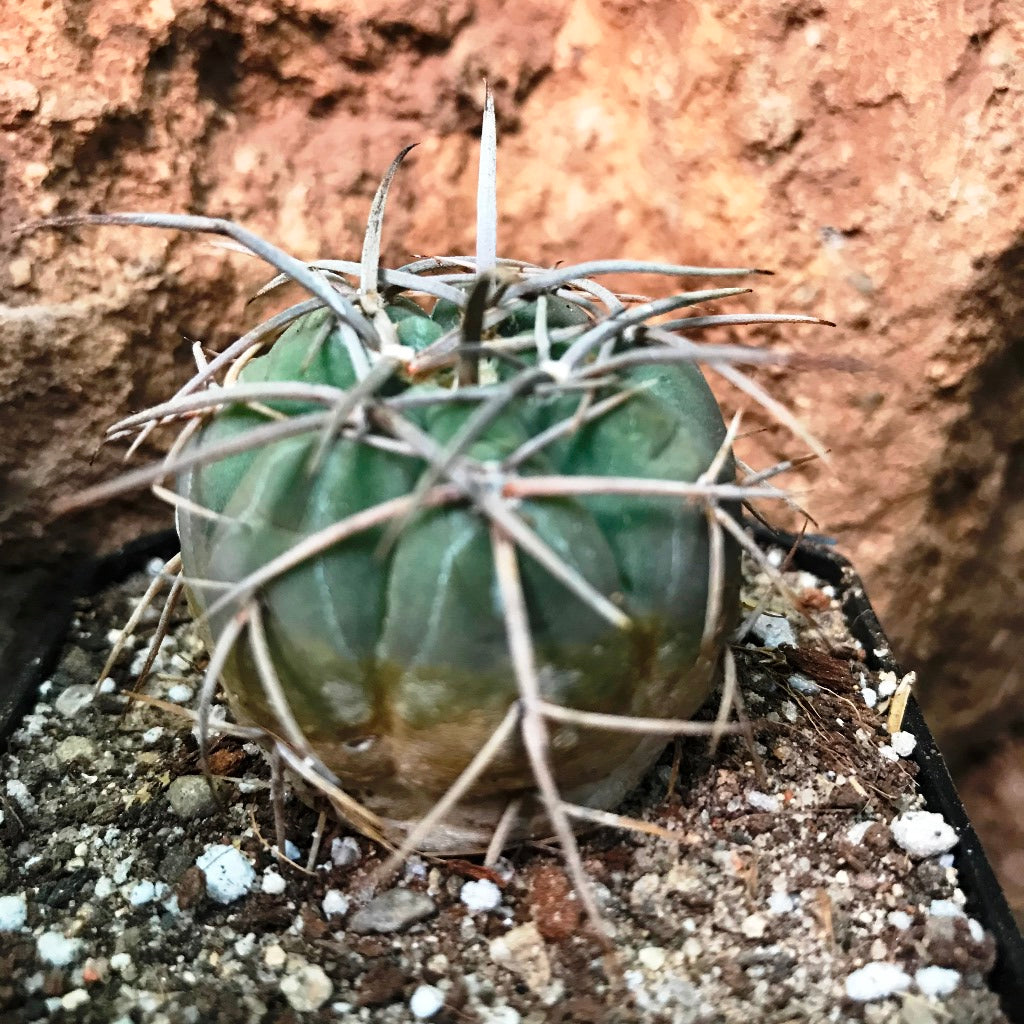 Gymnocalycium Spegazzinii Cactus Plant - myBageecha