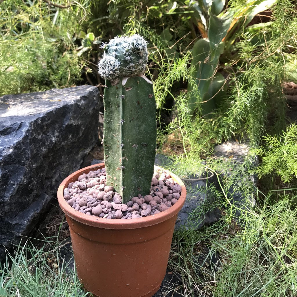Gymnocalycium Bruchii Cactus Plant - myBageecha