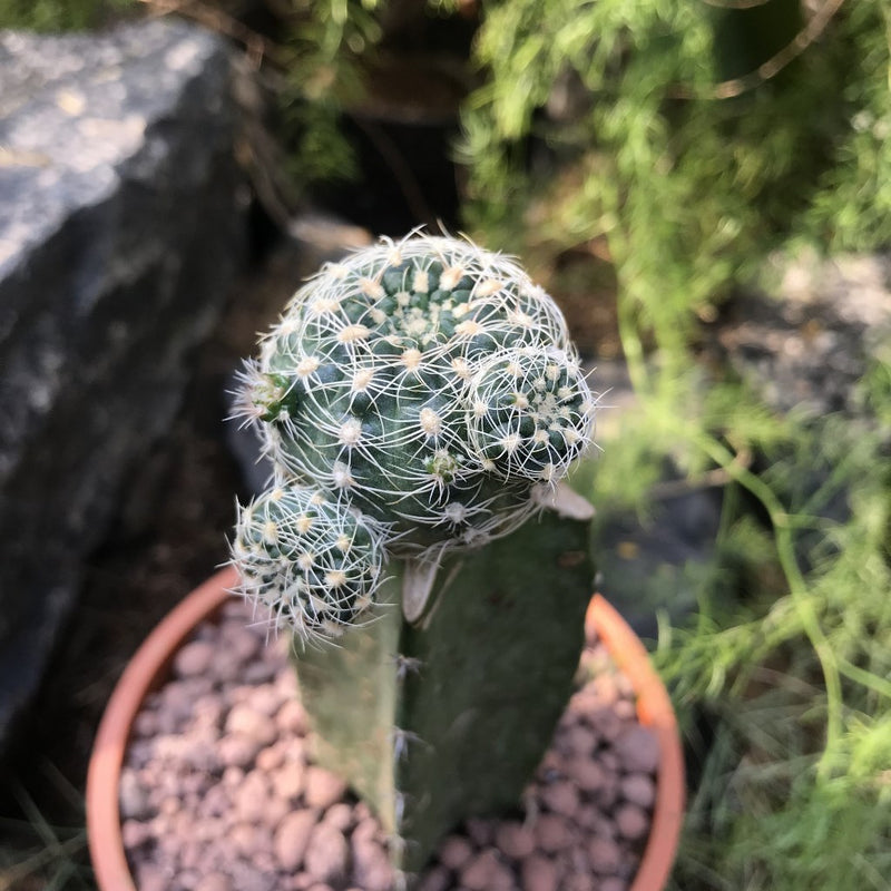 Gymnocalycium Bruchii Cactus Plant