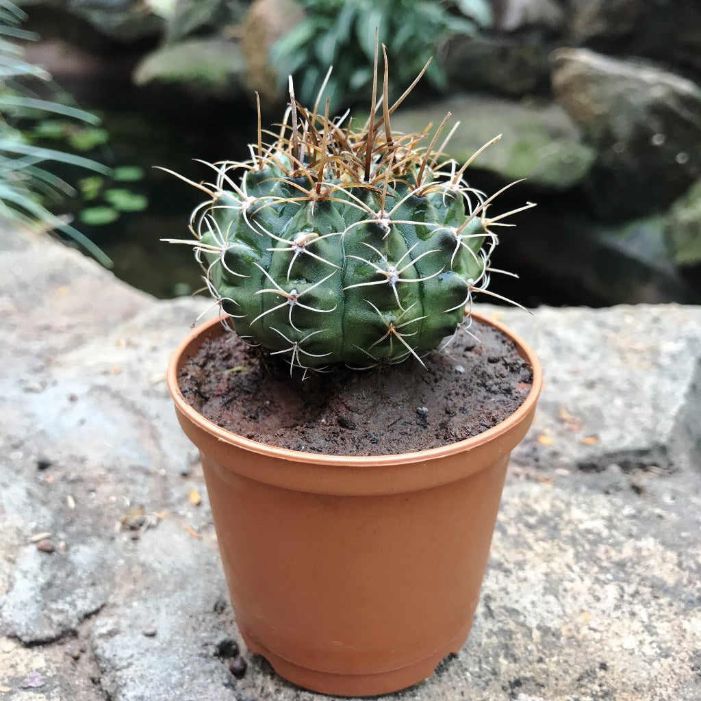 Gymnocalycium Mihanovichii Red Cap Cactus Plant - myBageecha