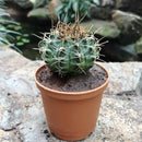 Gymnocalycium Mihanovichii Red Cap Cactus Plant