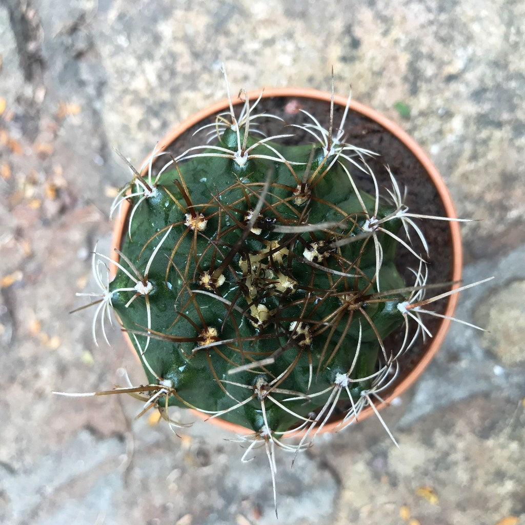 Gymnocalycium Mihanovichii Red Cap Cactus Plant - myBageecha