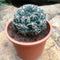 Gymnocalycium Baldianum Cactus Plant