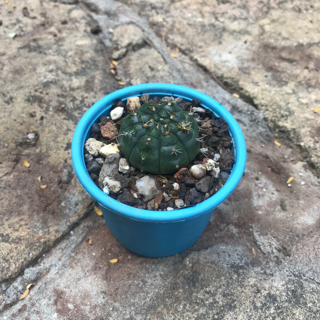 Gymnocalycium Damsii Cactus Plant - myBageecha