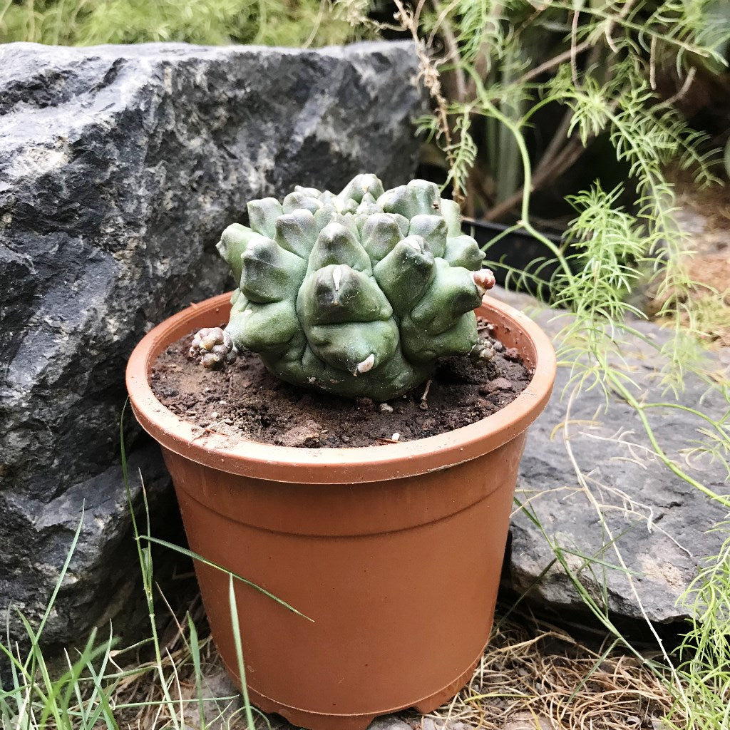 Gymnocalycium Kiko Cactus Plant - myBageecha