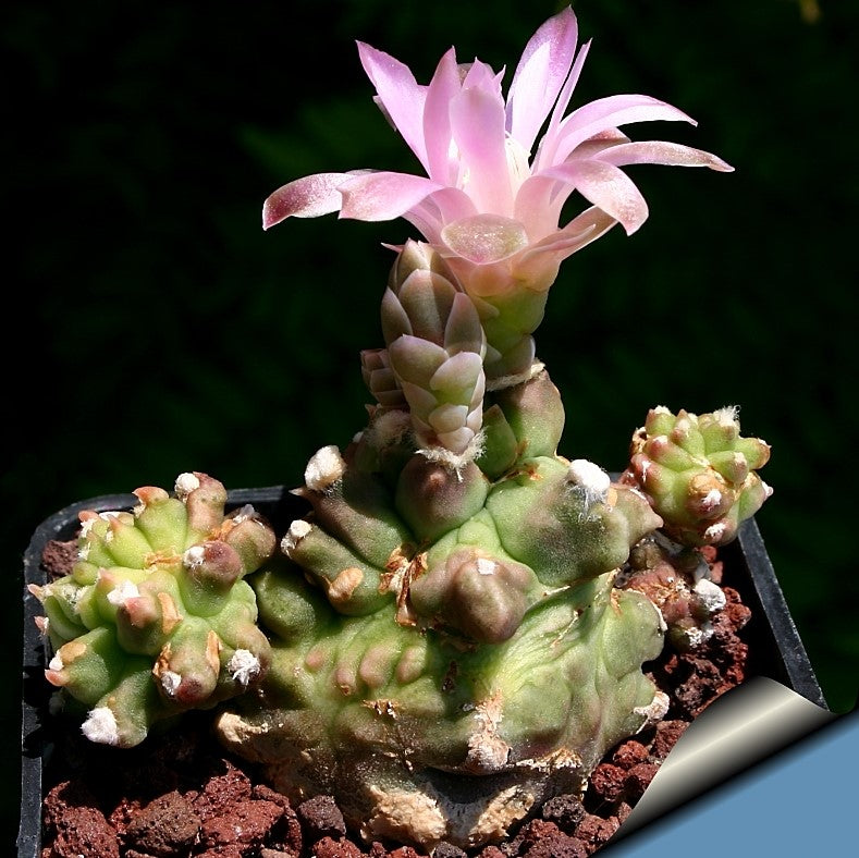 Gymnocalycium Kiko Cactus Plant - myBageecha