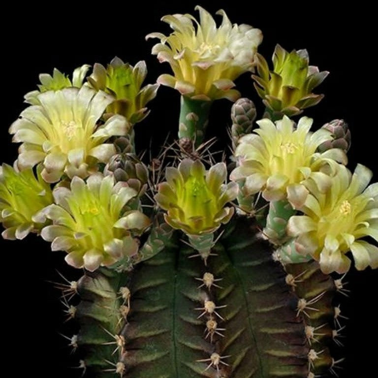 Gymnocalycium Mihanovichii Red Cap Cactus Plant