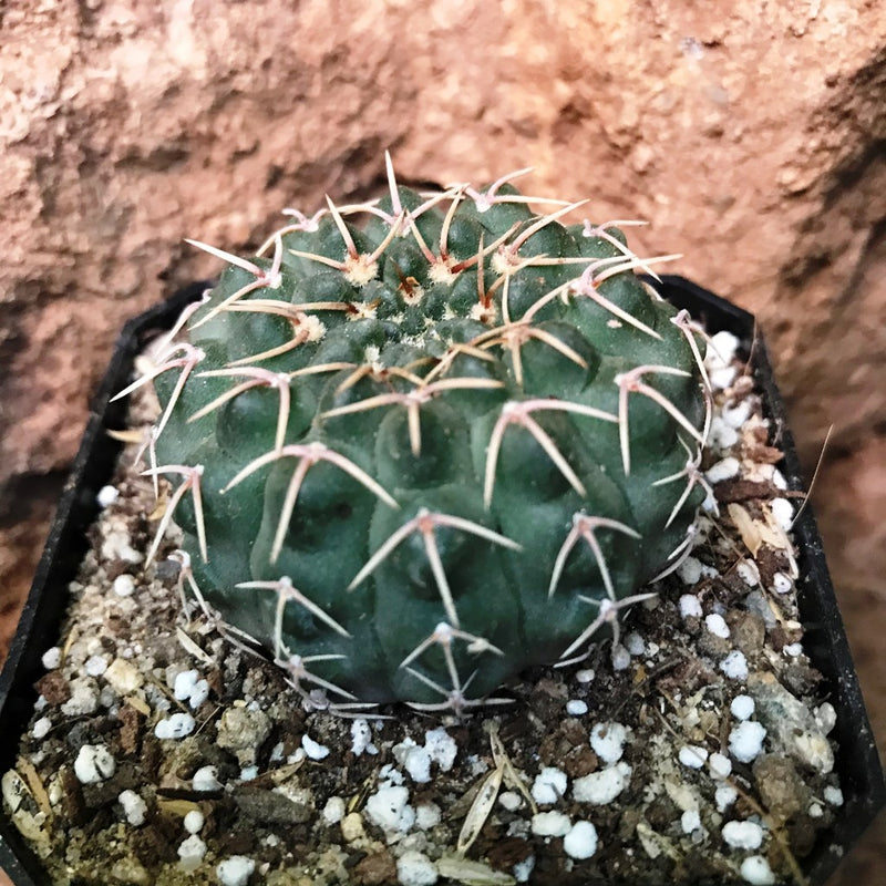 Gymnocalycium Bodenbenderianum x Hybrid Cactus Plant
