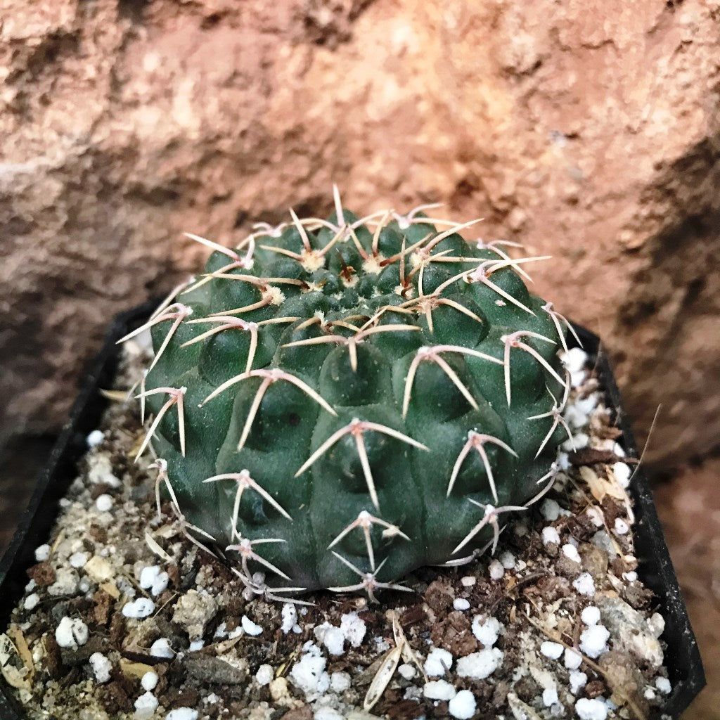 Gymnocalycium Bodenbenderianum x Hybrid Cactus Plant - myBageecha