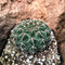 Gymnocalycium Bodenbenderianum x Hybrid Cactus Plant