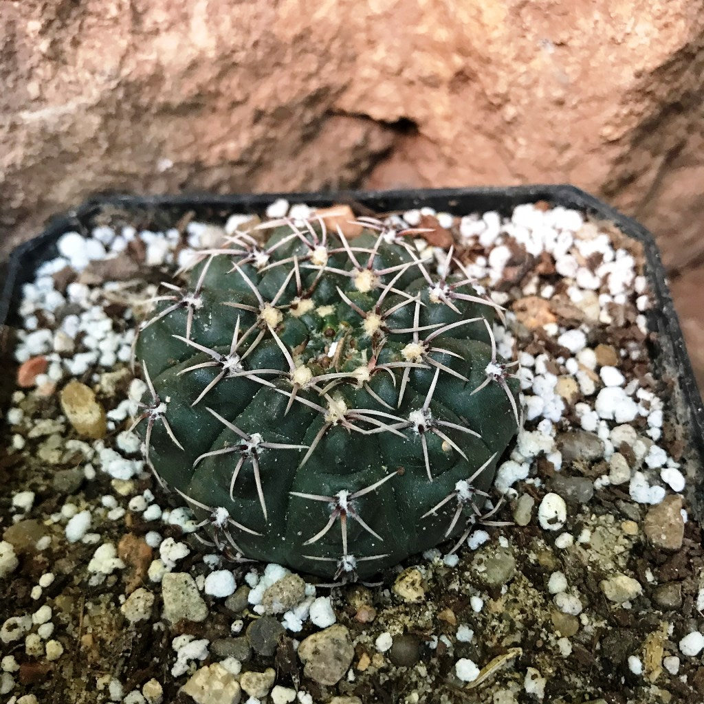 Gymnocalycium Kieslingii x Hybrid Cactus Plant - myBageecha