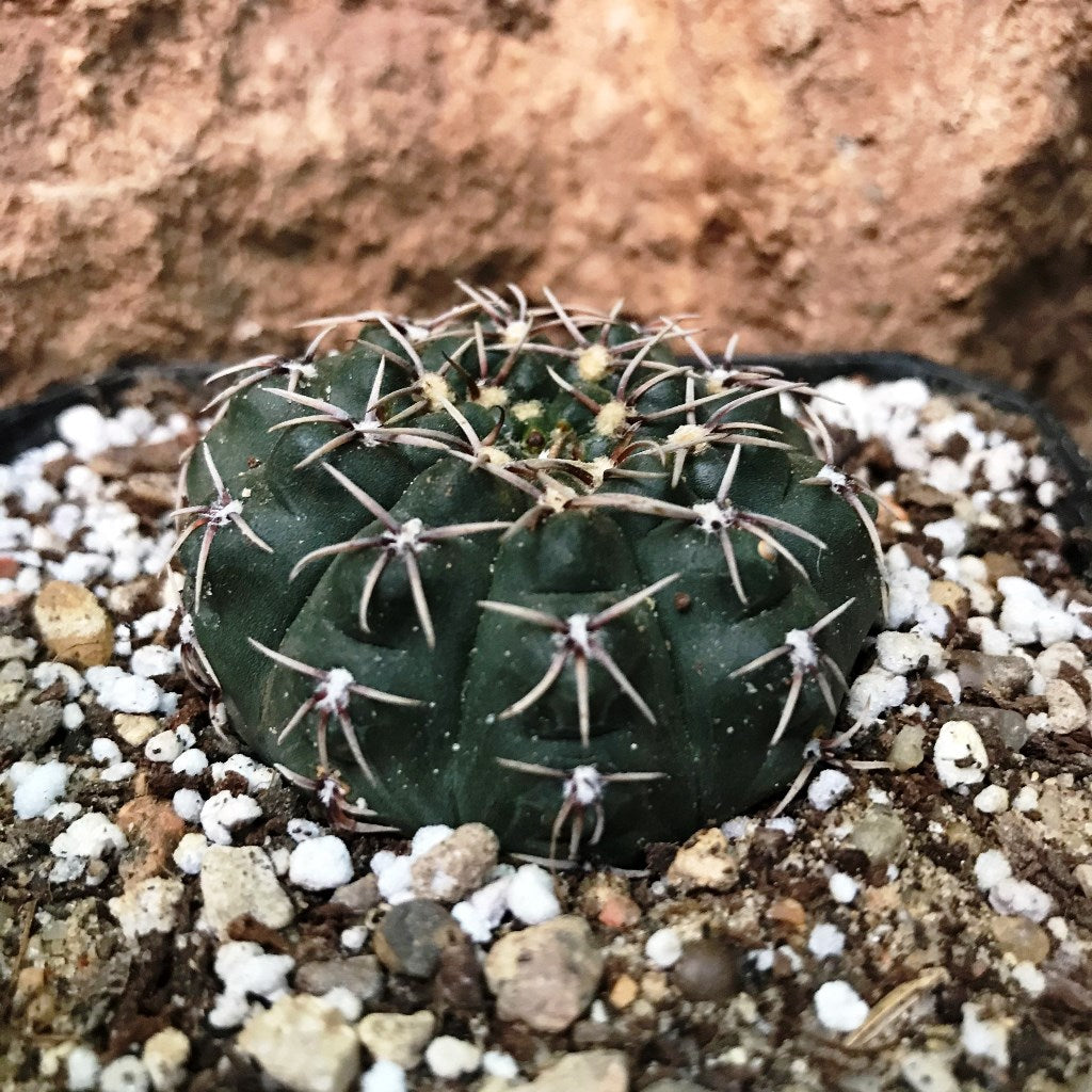 Gymnocalycium Kieslingii x Hybrid Cactus Plant - myBageecha