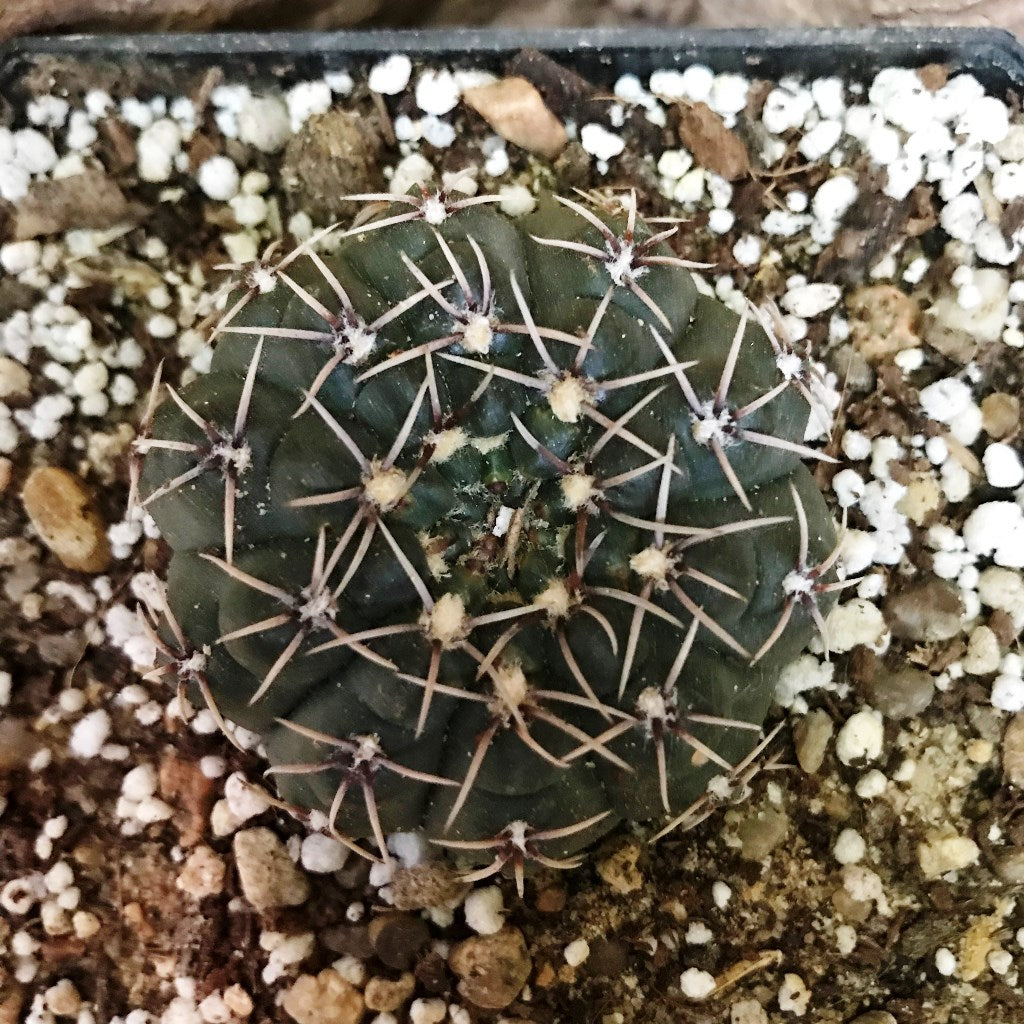 Gymnocalycium Kieslingii x Hybrid Cactus Plant - myBageecha
