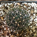 Gymnocalycium Kieslingii x Hybrid Cactus Plant