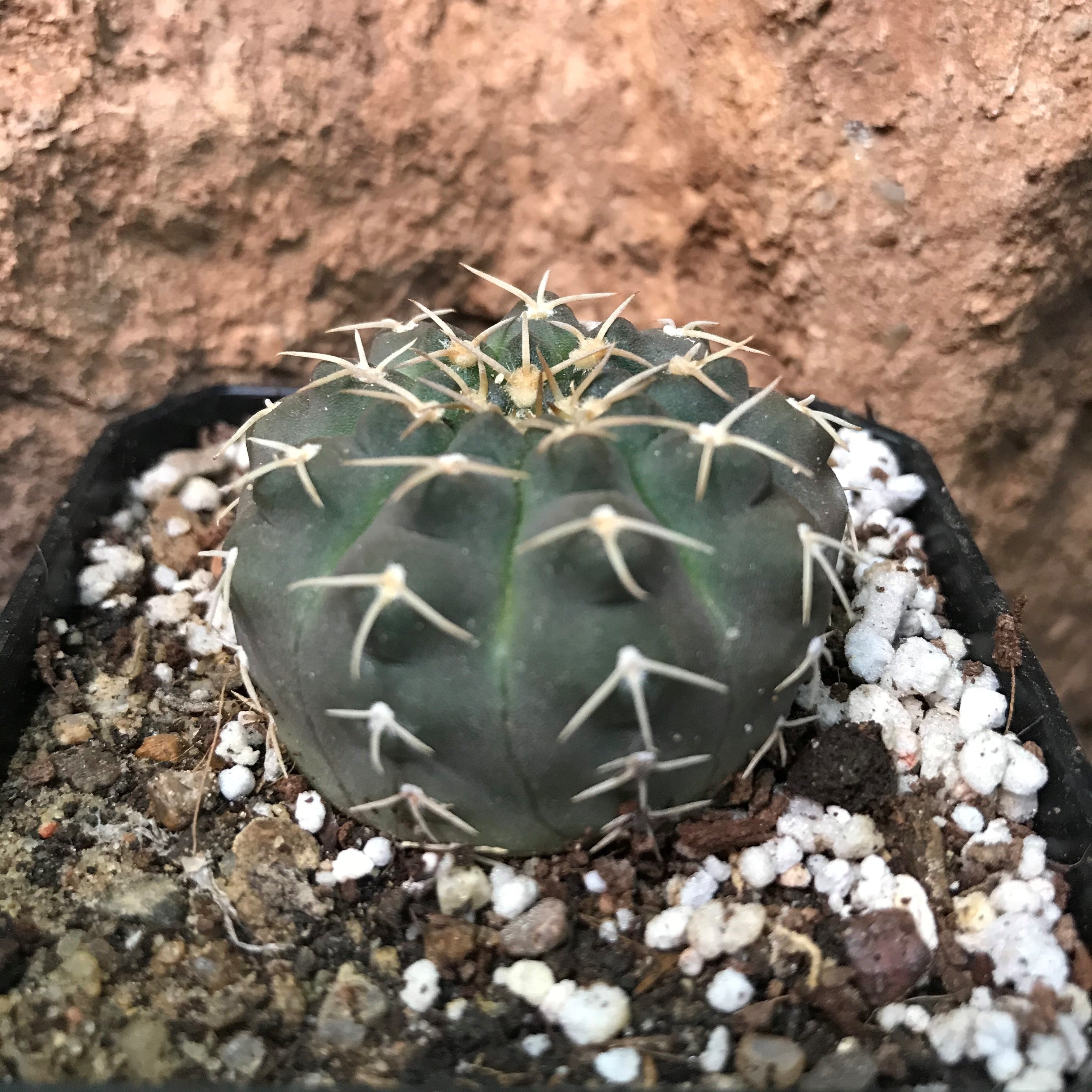 Gymnocalycium Ochoterenae Cactus Plant - myBageecha