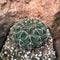 Gymnocalycium Ochoterenae Cactus Plant