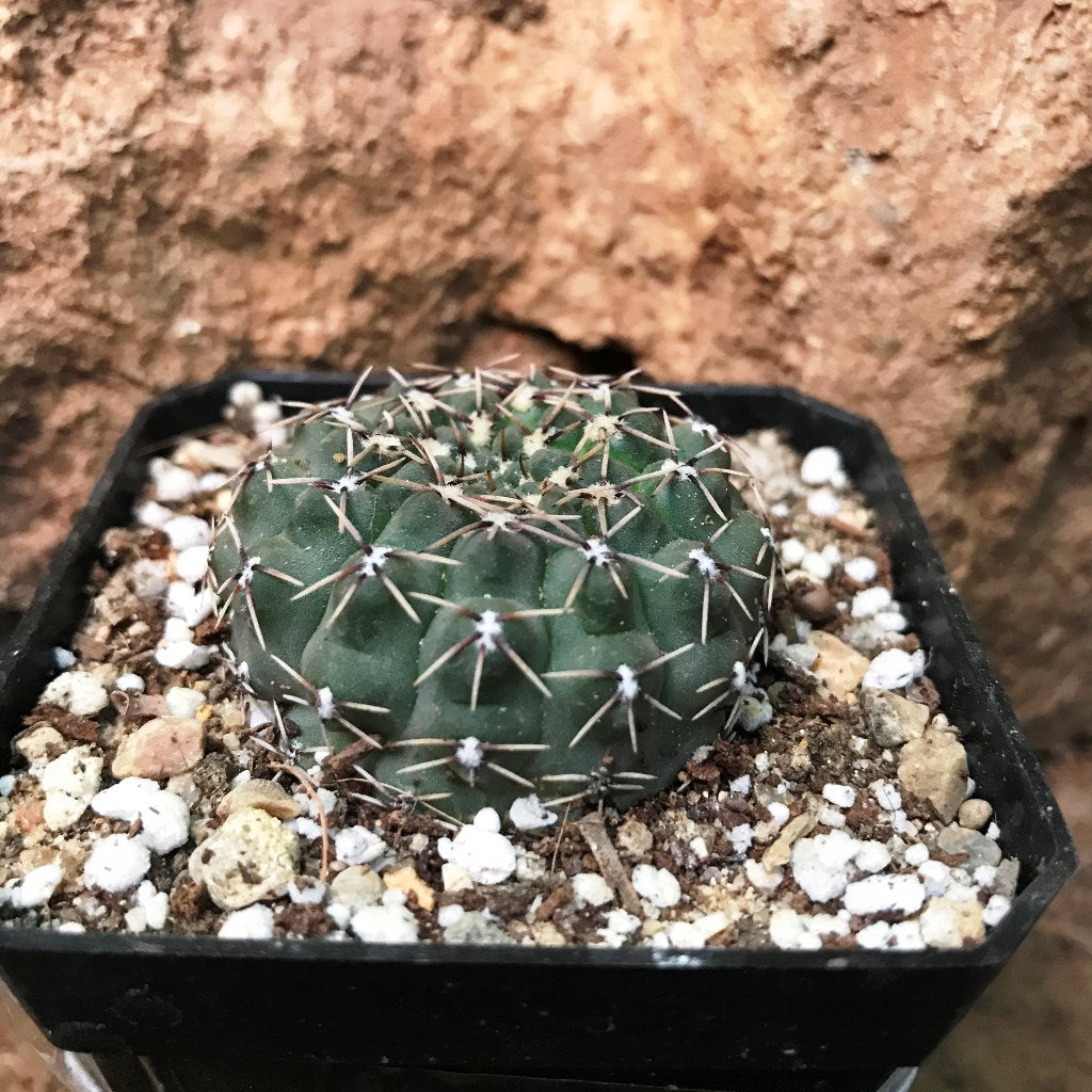 Gymnocalycium Quhilianum x Hybrid Cactus Plant - myBageecha