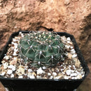 Gymnocalycium Quhilianum x Hybrid Cactus Plant