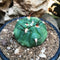 Gymnocalycium Saglionis Cactus Plant