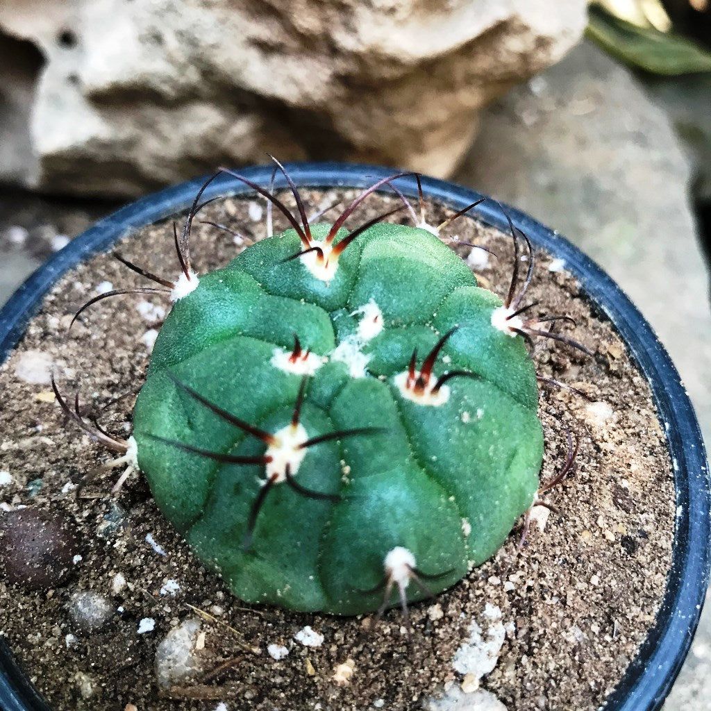 Gymnocalycium Saglionis Cactus Plant - myBageecha