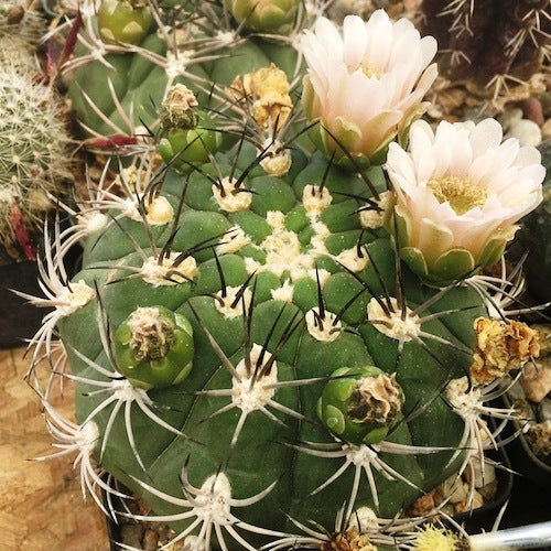 Gymnocalycium Saglionis Cactus Plant - myBageecha