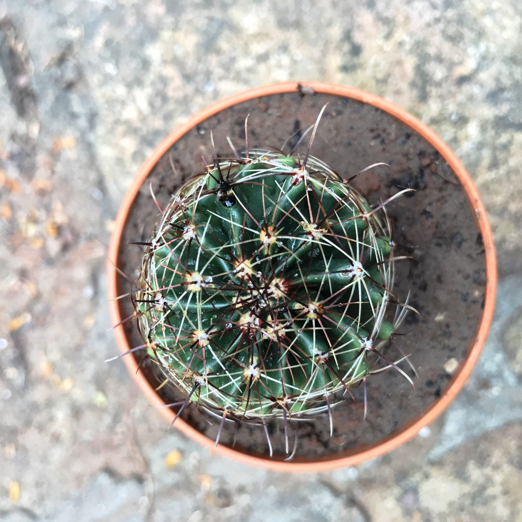 Thelocactus Setispinus Miniature Barrel Cactus Plant - myBageecha