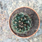 Thelocactus Setispinus Miniature Barrel Cactus Plant