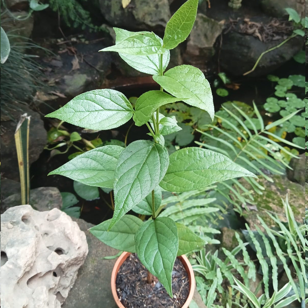 Harshringar Paarijat Plant - myBageecha