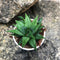Haworthia Limifolia Jewel Succulent Plant