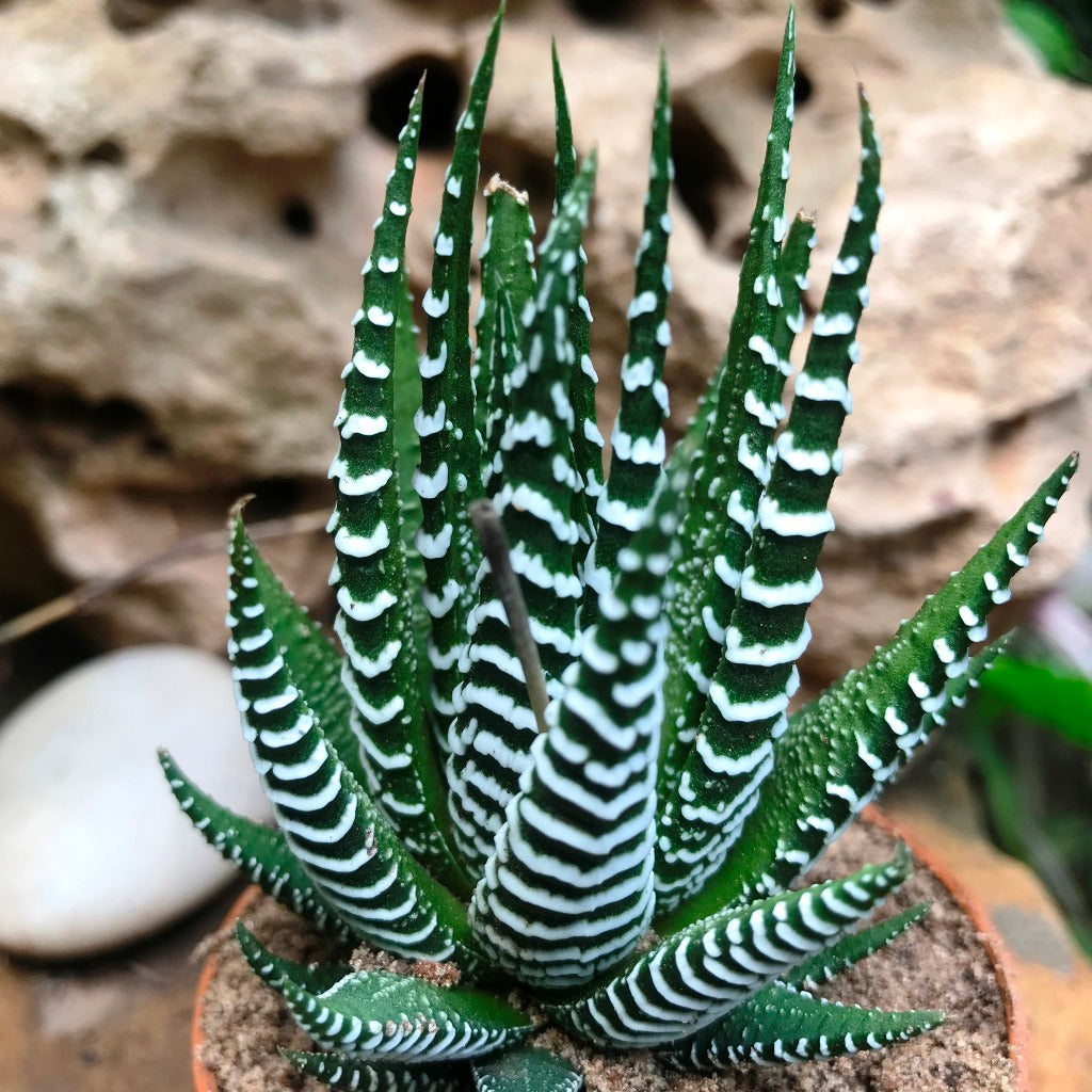 Haworthia Attenuata Succulent Plant - myBageecha