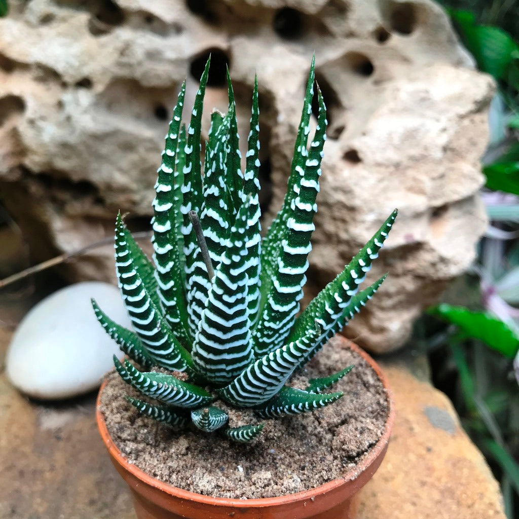 Haworthia Attenuata Succulent Plant - myBageecha