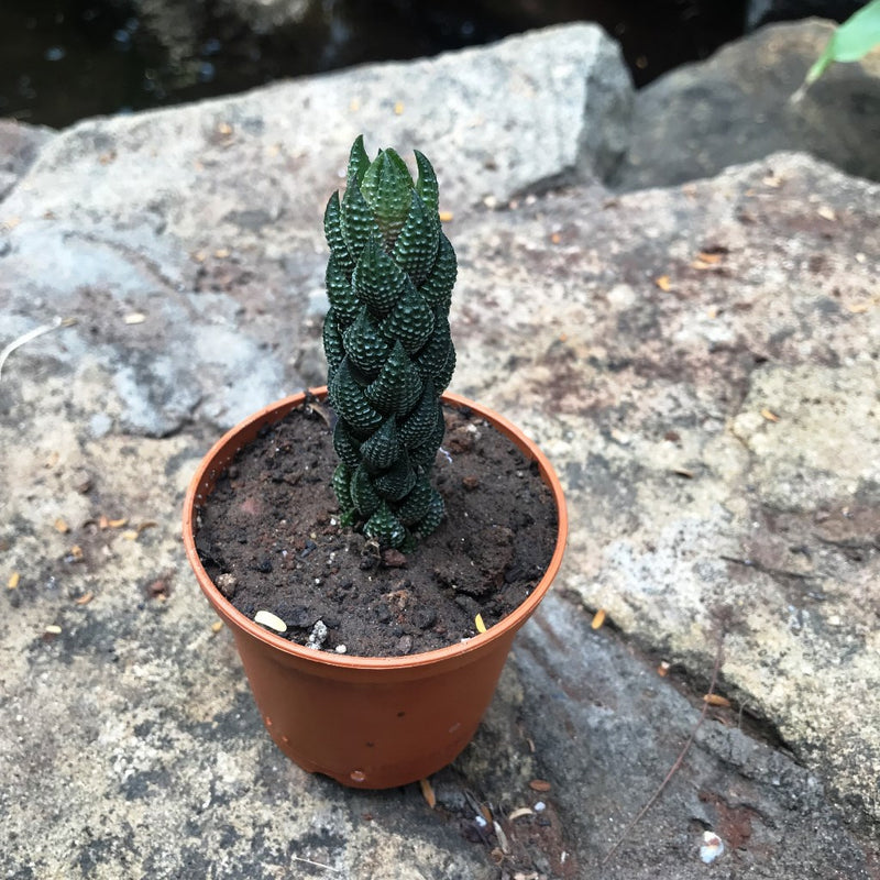 Haworthia Coarctata Succulent Plant