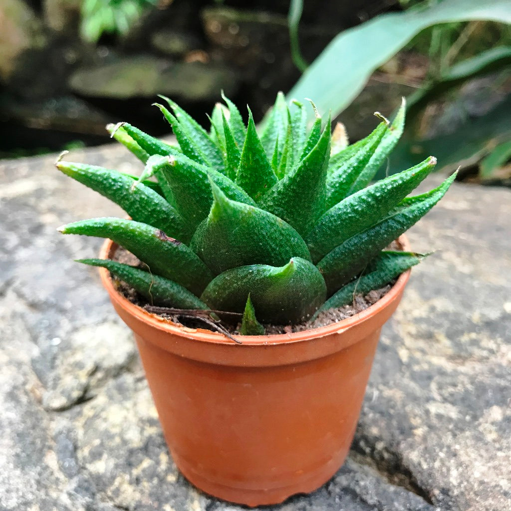 Haworthia Glabrata Succulent Plant - myBageecha