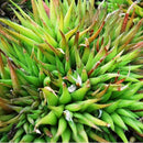 Haworthia angustifolla var. liliputana Plants myBageecha - myBageecha