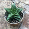 Haworthia Lotusiana Succulent Plant