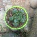 Haworthia Retusa Succulent Plant