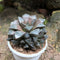 Haworthia Kegani Choco Red Succulent Plant